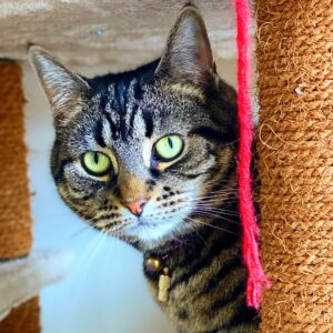 Team member martha cute cat happiness is cats