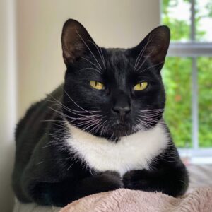 Ollie mitten team cat at Happiness is cats